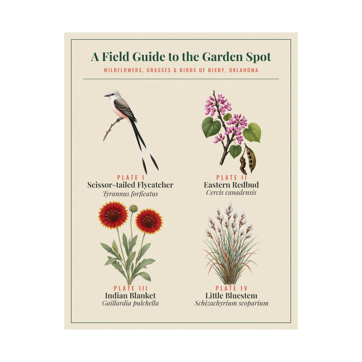 Oklahoma Wildflower Field Guide Print | Scissortail and Redbud Poster