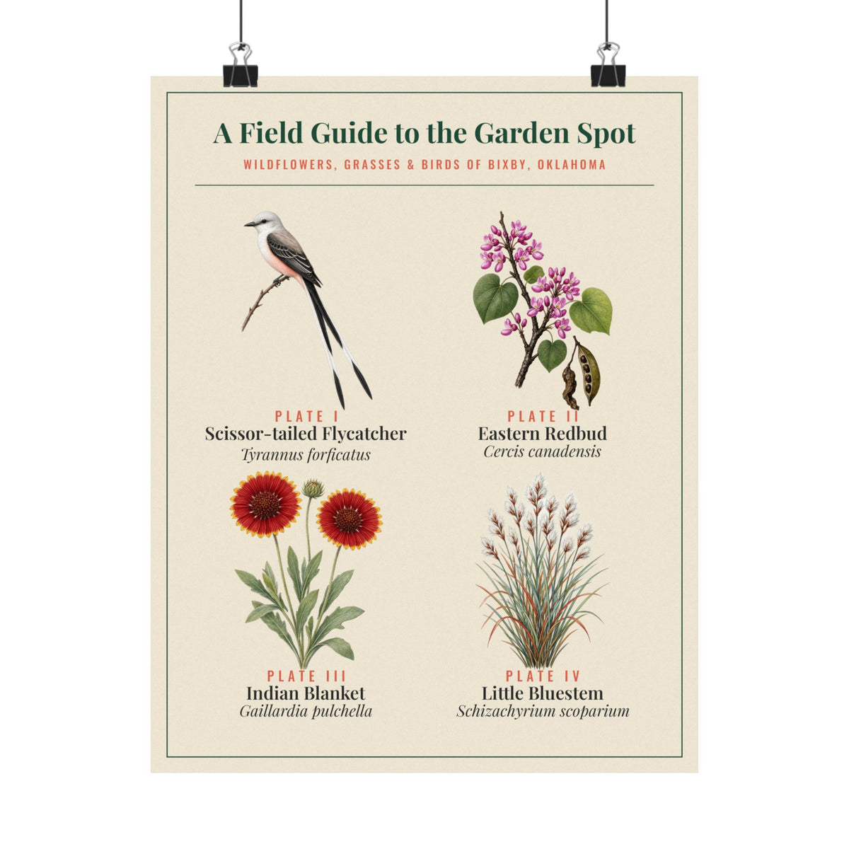 Oklahoma Wildflower Field Guide Print | Scissortail and Redbud Poster
