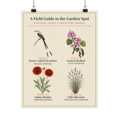 Oklahoma Wildflower Field Guide Print | Scissortail and Redbud Poster
