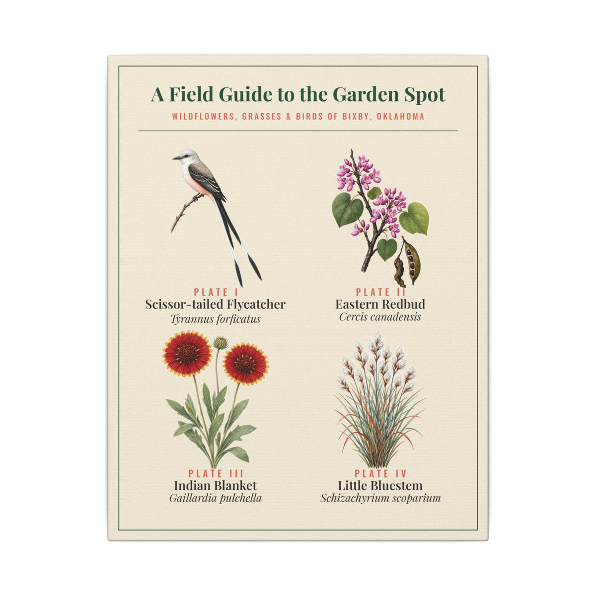 Oklahoma Wildflower Field Guide Canvas | Scissortail and Redbud Wall Art